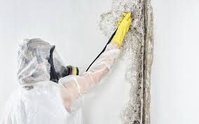 Best Dehumidification Services  in Hayden, ID